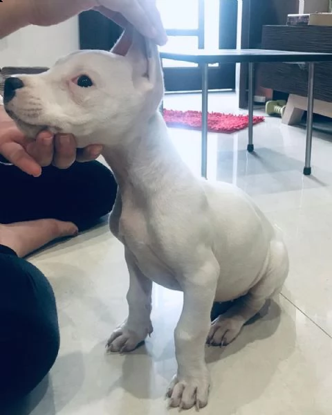 dogo argentino cuccioli sani per case amorevoli | Foto 1