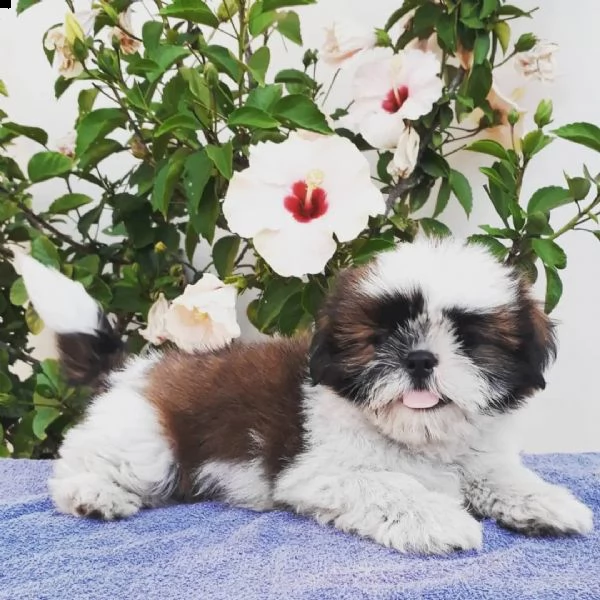 lhasa apso cuccioli sani per case amorevoli**- | Foto 1