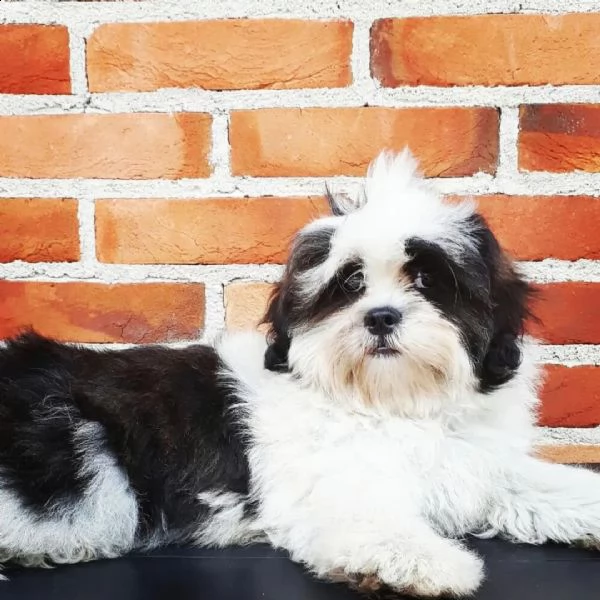 lhasa apso cuccioli sani per case amorevoli**-