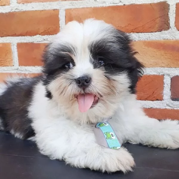 lhasa apso cuccioli sani per case amorevoli**- | Foto 0