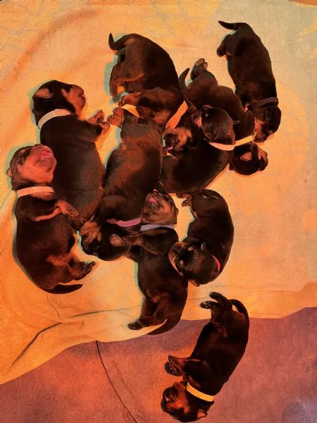cuccioli di rottweiler con pedigree | Foto 2