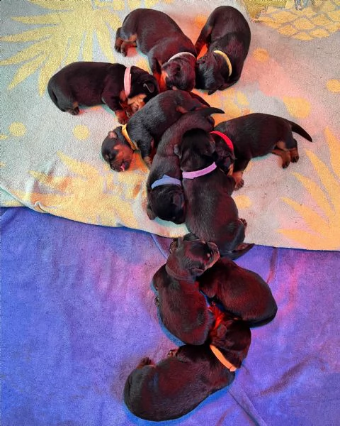 cuccioli di rottweiler con pedigree | Foto 1