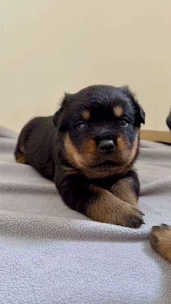 Cuccioli di Rottweiler con Pedigree ENCI – 2F e 3M [hidden] €