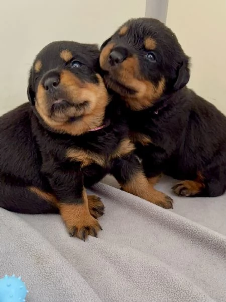 Cuccioli di Rottweiler con Pedigree ENCI – 2F e 3M [hidden] € | Foto 10