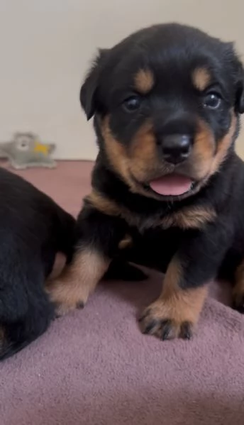Cuccioli di Rottweiler con Pedigree ENCI – 2F e 3M [hidden] € | Foto 9