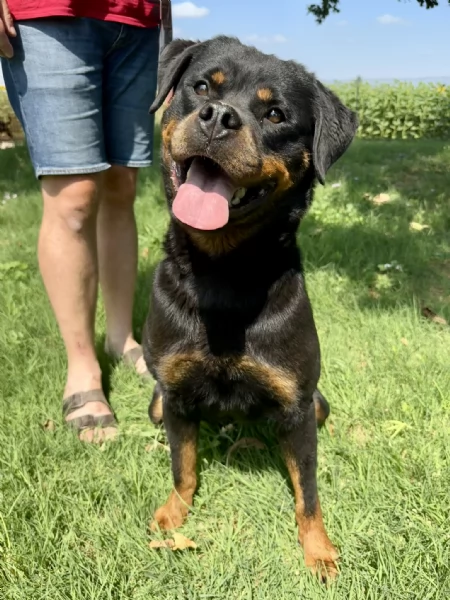 Cuccioli di Rottweiler con Pedigree ENCI – 2F e 3M [hidden] € | Foto 8
