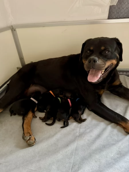 Cuccioli di Rottweiler con Pedigree ENCI – 2F e 3M [hidden] € | Foto 7