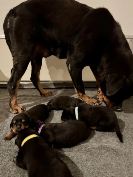 Cuccioli di Rottweiler con Pedigree ENCI – 2F e 3M [hidden] € | Foto 6