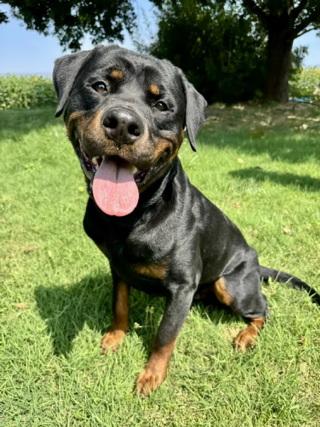 Cuccioli di Rottweiler con Pedigree ENCI – 2F e 3M [hidden] € | Foto 5