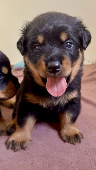 Cuccioli di Rottweiler con Pedigree ENCI – 2F e 3M [hidden] € | Foto 4