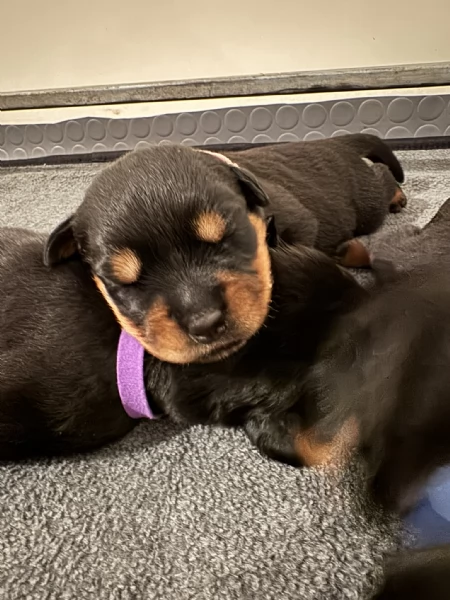 Cuccioli di Rottweiler con Pedigree ENCI – 2F e 3M [hidden] € | Foto 3