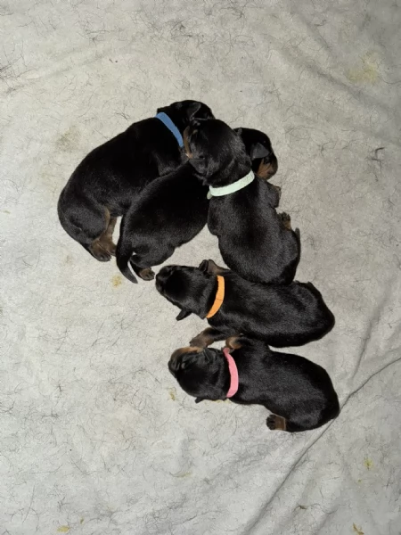 Cuccioli di Rottweiler con Pedigree ENCI – 2F e 3M [hidden] € | Foto 2