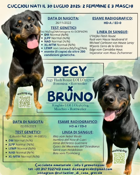 Cuccioli di Rottweiler con Pedigree ENCI – 2F e 3M [hidden] € | Foto 1