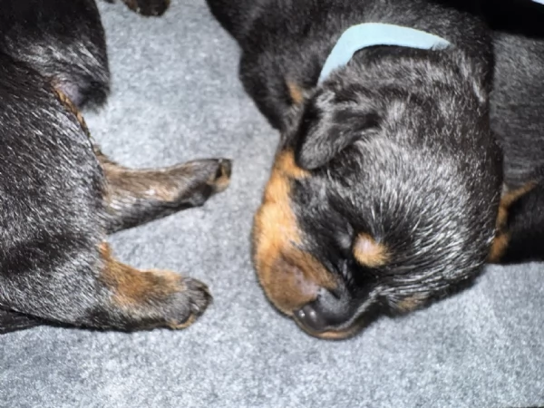Cuccioli di Rottweiler con Pedigree ENCI – 2F e 3M [hidden] € | Foto 0