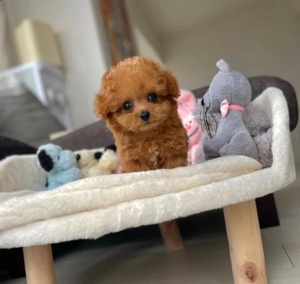 2regalo barboncino∆