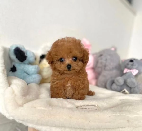 2regalo barboncino∆ | Foto 0