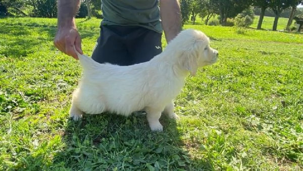 disponibili cuccioli di golden retriever!