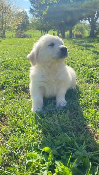 disponibili cuccioli di golden retriever! | Foto 0