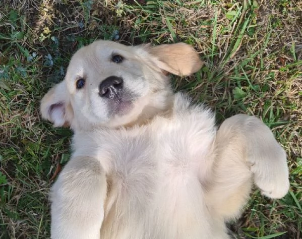 cuccioli di golden retriever 3 mesi! | Foto 0