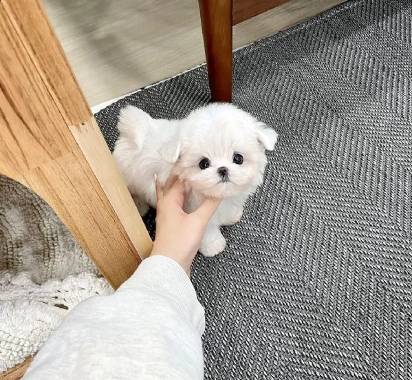   regalo cuccioli di maltese toy... | Foto 0