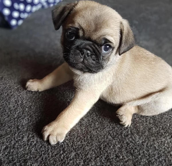 regalo carlino mini disponibile...  | Foto 0