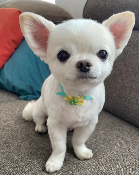 regalo chihuahua toy disponibile.....  | Foto 0