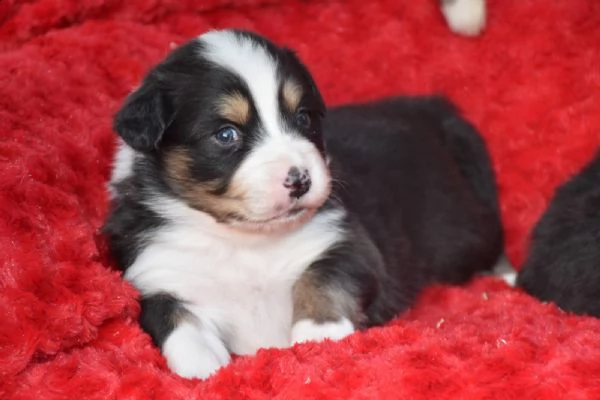 dolci cagnolini di pastore australiano | Foto 0