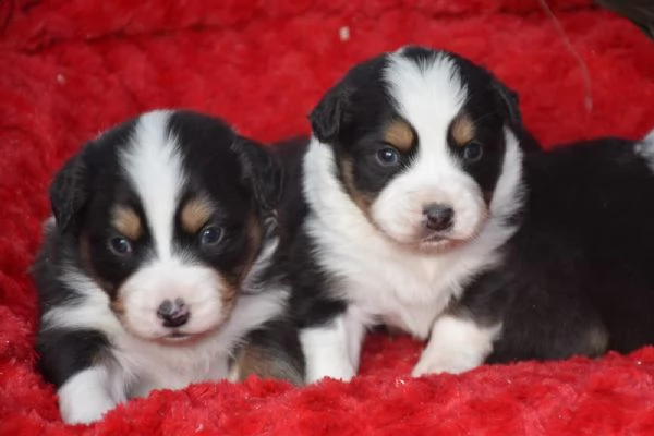 dolci cagnolini di pastore australiano