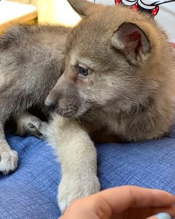 cuccioli di lupo cecoslovacco | Foto 0