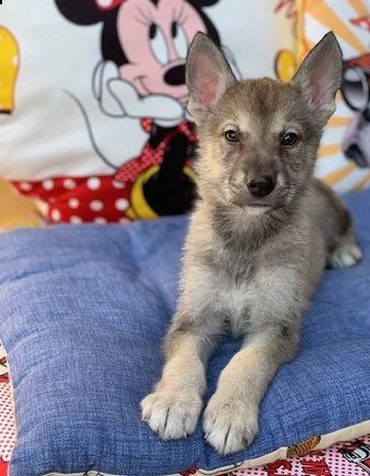 cuccioli di lupo cecoslovacco