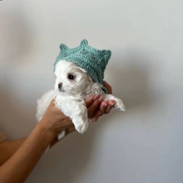 regalo maltese# | Foto 0