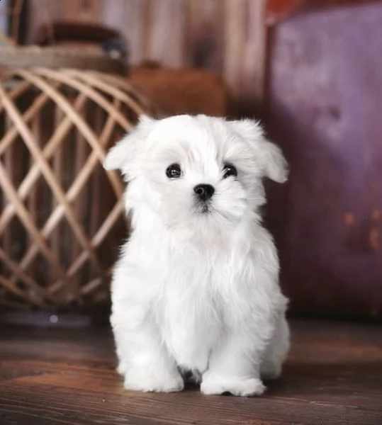 regalo  maltese mini toy//
