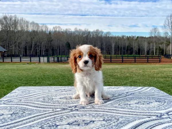 adorabili cuccioli maschi e femmine cavalier king charle | Foto 0