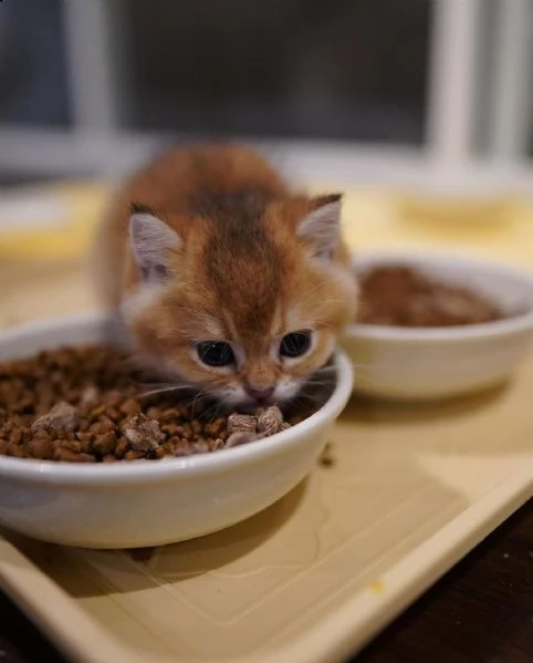 gattini munchkin  | Foto 0