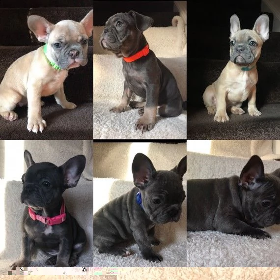 regalo cuccioli di bulldog francese 