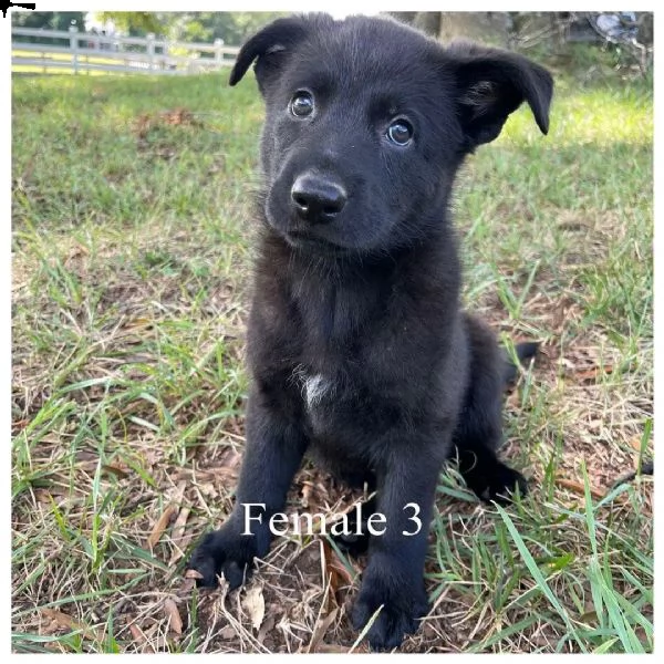 vendo cucciolo di pastore tedesco  | Foto 0