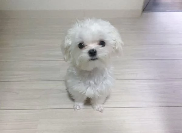 maltese mini toy! | Foto 0