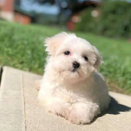 cuccioli di razza maltese toy! | Foto 0