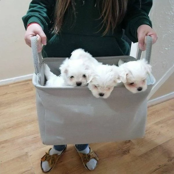 cuccioli di maltese toy!