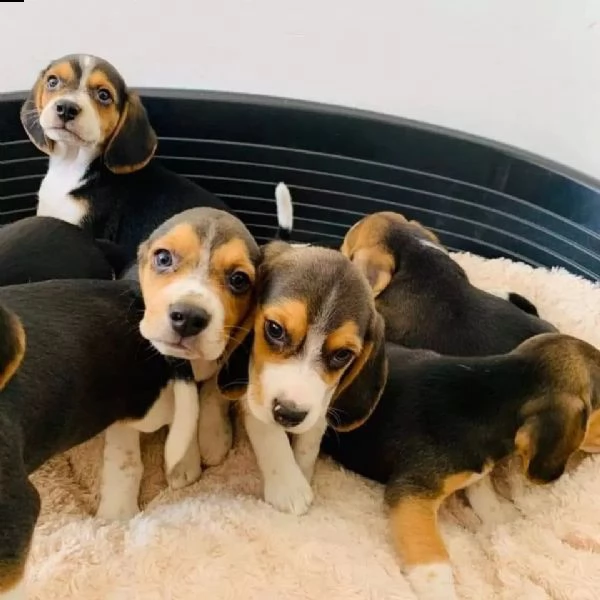 adorabili cuccioli maschi e femmine beagle  | Foto 0