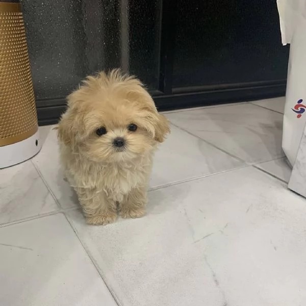 adorabili cuccioli maschi e femmine | Foto 0