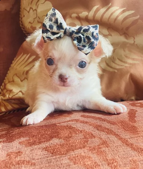  regalo cuccioli dolce e bella chihuahua toy