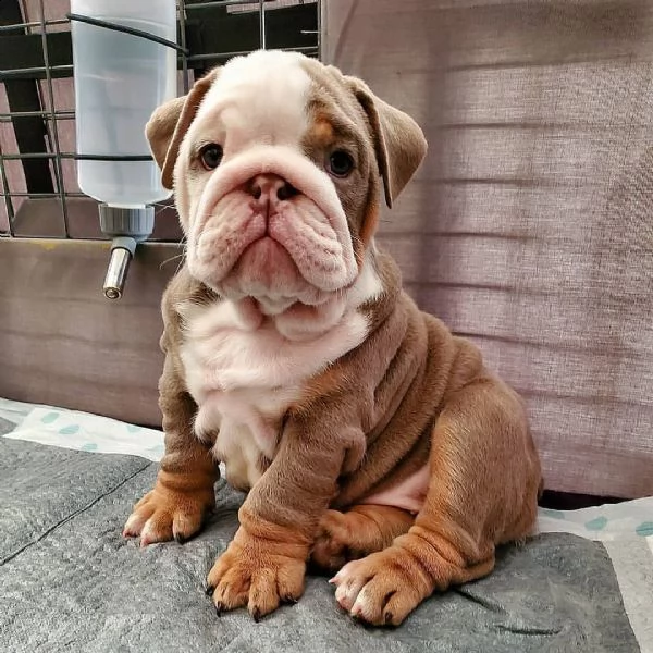 regalo bouledogue cuccioli meravigliosi ! 