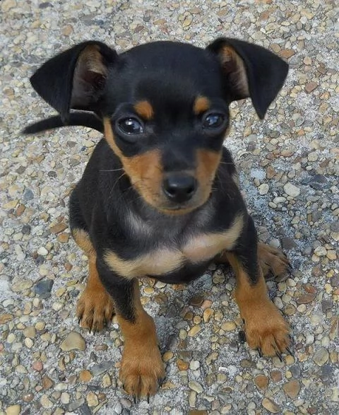 regalo pinscher cuccioli meravigliosi ! 