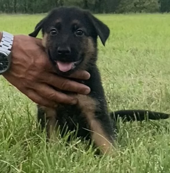 Cuccioli di pastore tedesco  | Foto 6