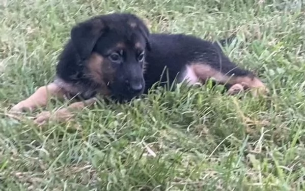 Cuccioli di pastore tedesco  | Foto 5