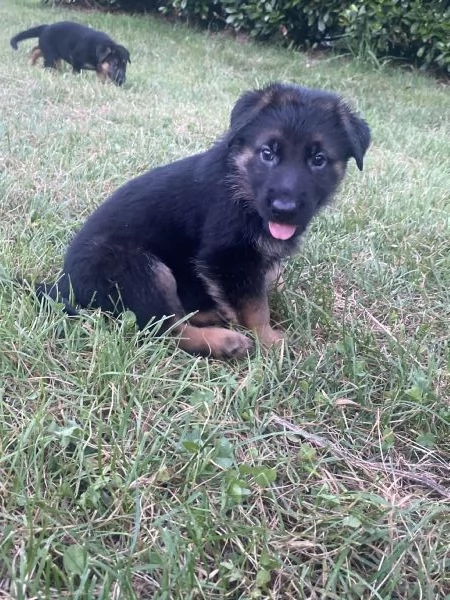 Cuccioli di pastore tedesco  | Foto 3