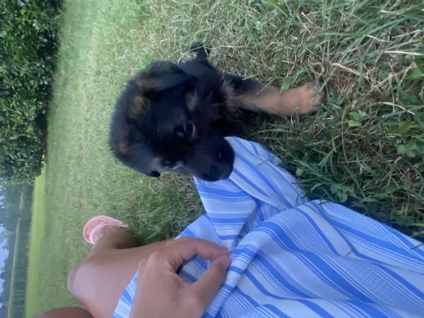 Cuccioli di pastore tedesco  | Foto 2