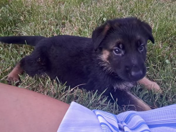 Cuccioli di pastore tedesco 