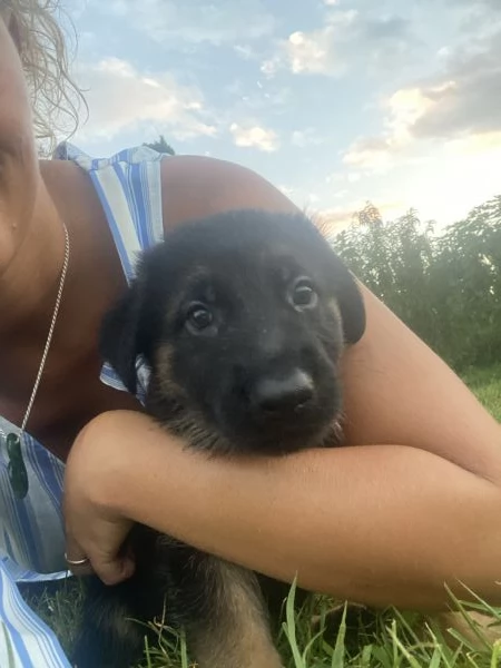 Cuccioli di pastore tedesco  | Foto 1